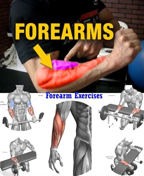 Anatomy Of Forearms. The forearms consist of three, slow-twitched muscles. These include: 1) Brachioradialis – This muscle flexes from the forearm to elbows. 2) Flexors - Rear end of forearms 3) Extensors - Middle of forearms Forearm muscles are smaller in size and they need time and intensity to grow so we need to train them separately - and …